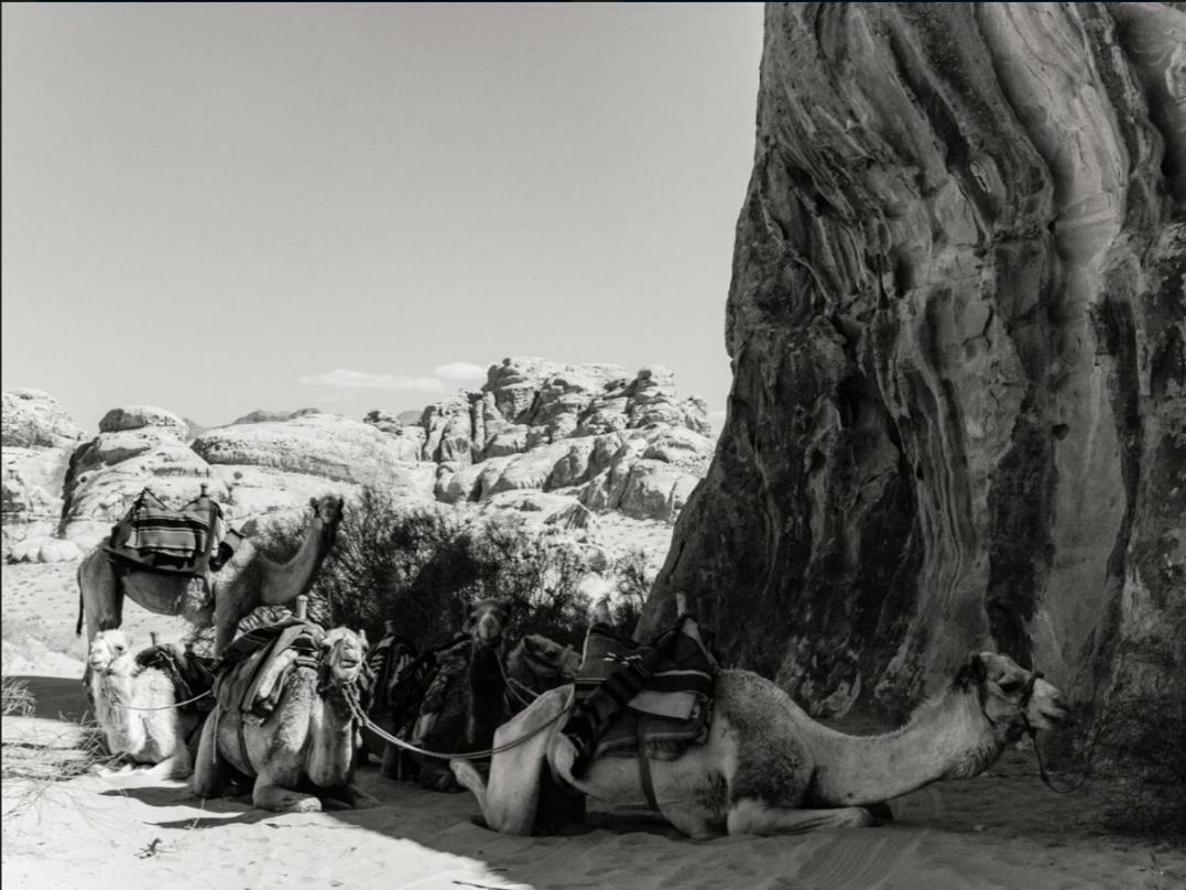 Wadi Rum Moon Camp Bagian luar foto