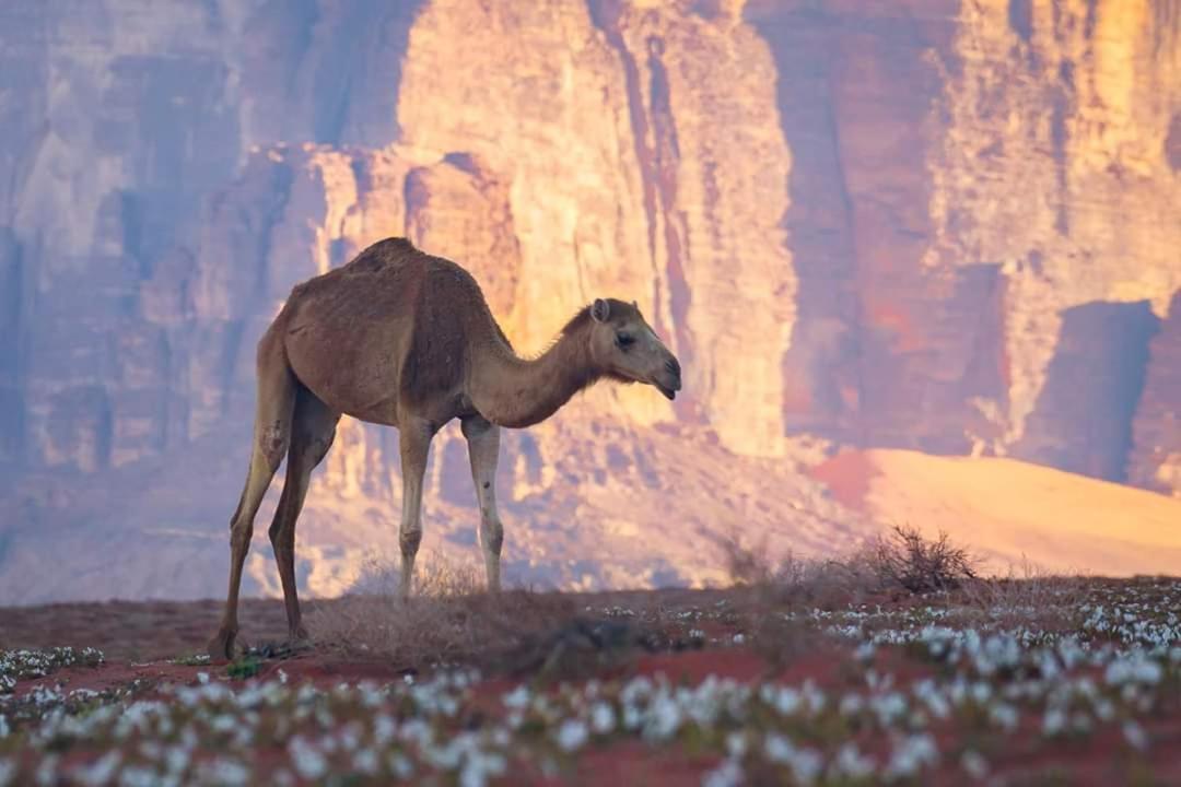 Wadi Rum Moon Camp Bagian luar foto